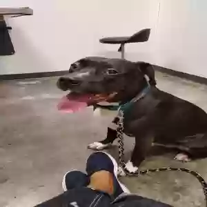 adoptable Dog in Atlanta, GA named Ziggy
