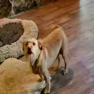 adoptable Dog in Atlanta, GA named Solo