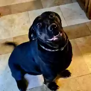 adoptable Dog in Atlanta, GA named Rocky