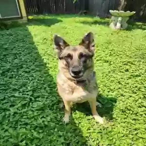 adoptable Dog in Pflugerville, TX named Rosie