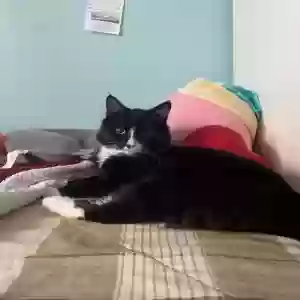adoptable Cat in North Brunswick, NJ named Pocho