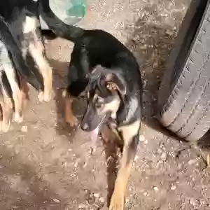 adoptable Dog in Bedias, TX named Cisco