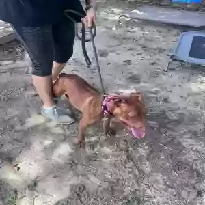 adoptable Dog in Alcolu, SC named Ginger