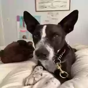 adoptable Dog in Portland, ME named Zinny