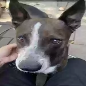 /images/pets/original/2185754_actual_three.webp