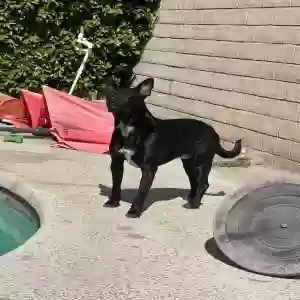 adoptable Dog in Indio, CA named Jax