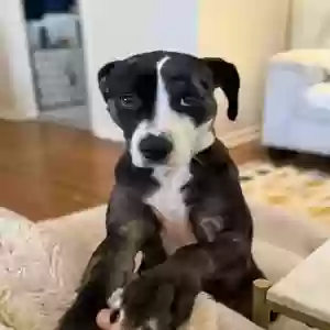 adoptable Dog in Alexandria, LA named Quinn