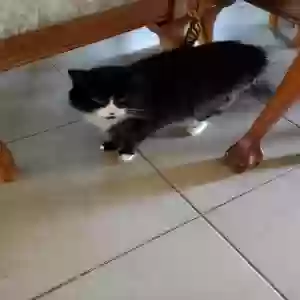 adoptable Cat in Sun City, CA named Tina