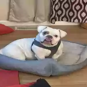 adoptable Dog in Granite City, IL named Laylo