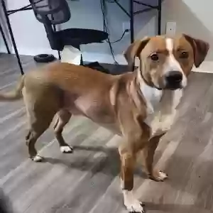 adoptable Dog in Conway, AR named Chezburger