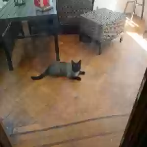 adoptable Cat in Newark, NJ named Cookie