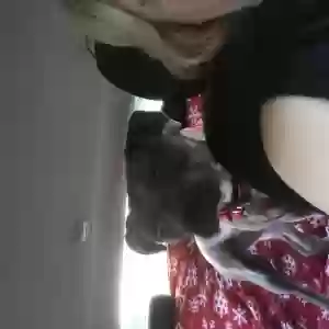 adoptable Dog in Newark, DE named Sandy