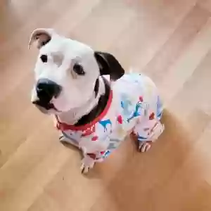 adoptable Dog in Prescott, AZ named Josie