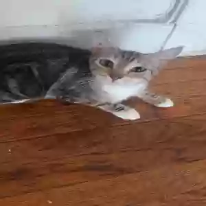 adoptable Cat in New Haven, CT named Unknown