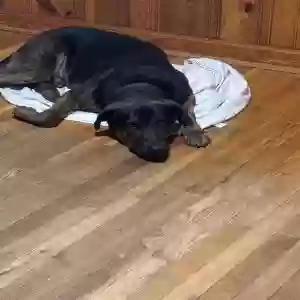 adoptable Dog in Smyrna, GA named Coco
