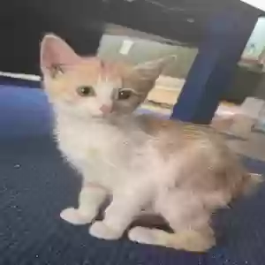 adoptable Cat in Battletown, KY named Handy