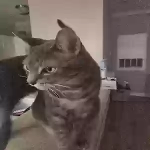 adoptable Cat in Raleigh, NC named Mittens and pebbles