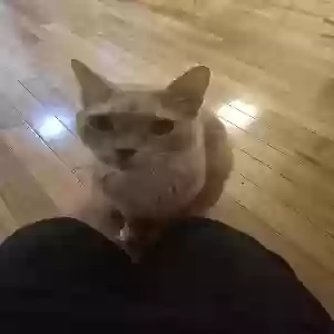 adoptable Cat in Raleigh, NC named Figuero