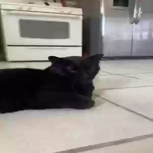 adoptable Cat in Lyons, IL named buttons
