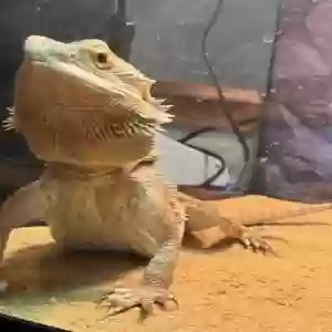 adoptable Reptile in Murrieta, CA named Lulu