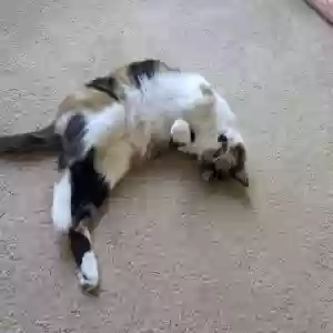 /images/pets/original/2185805_actual_two.webp