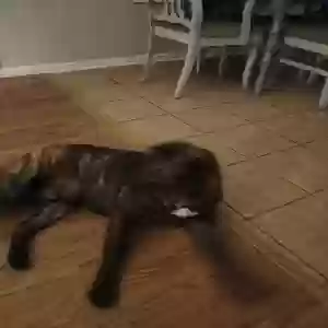 adoptable Dog in Lula, GA named Cain (Buddy)