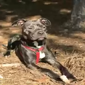 adoptable Dog in Atlanta, GA named Bailey