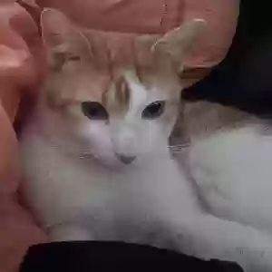 adoptable Cat in Central Village, CT named Coco