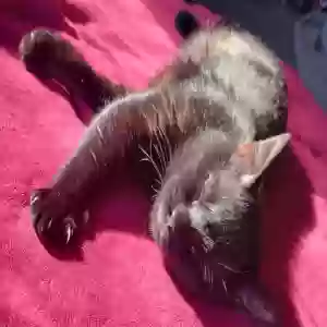 adoptable Cat in Oklahoma City, OK named Robin