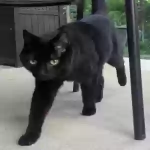adoptable Cat in Hamilton, MI named Neville