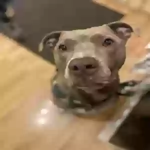adoptable Dog in Minneapolis, MN named Gotti