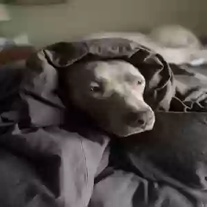 /images/pets/original/2185816_actual_three.webp