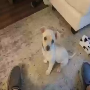 adoptable Dog in Bolivia, NC named Wilson
