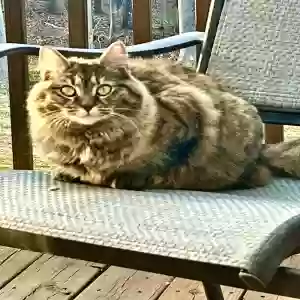adoptable Cat in Atlanta, GA named Nova