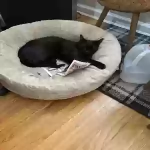 adoptable Cat in Alexandria, VA named Tiki and Shy