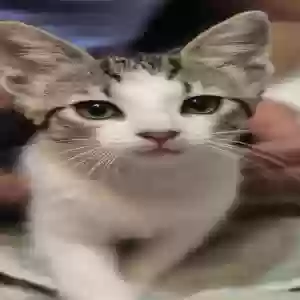 adoptable Cat in Bristol, VA named Princess