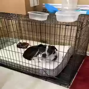 adoptable Dog in Conyers, GA named Julio