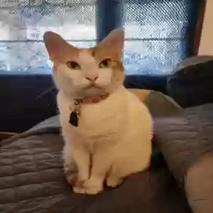 adoptable Cat in Bernie, MO named Pebbles