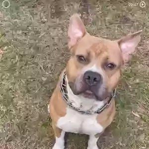 adoptable Dog in Kingston, GA named Kratos