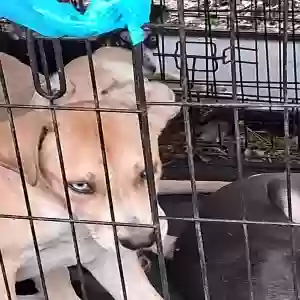 adoptable Dog in Statesboro, GA named Roscoe