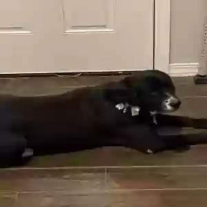 adoptable Dog in Hulbert, OK named Holly