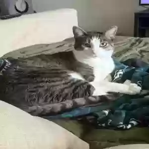 adoptable Cat in Prosper, TX named Feyre