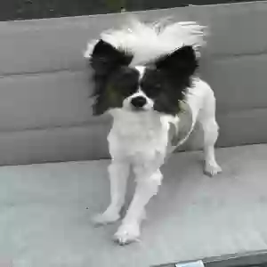adoptable Dog in Fairfield, CT named Gizmo