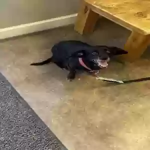 adoptable Dog in Ashford, AL named MAX
