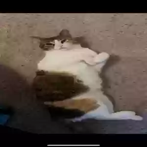 adoptable Cat in Dallas, TX named Donut The Duck