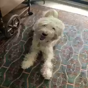adoptable Dog in Littleton, CO named Rudy