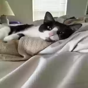 adoptable Cat in Grand Rapids, MI named Mura