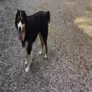 adoptable Dog in Victor, MT named Taz