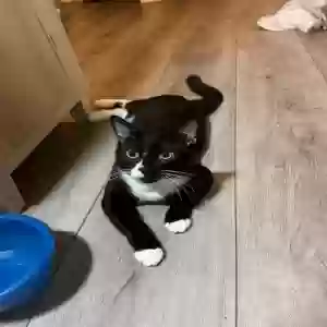 adoptable Cat in Fullerton, CA named Stinkbug