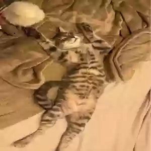 adoptable Cat in Lowell, MI named Gojo
